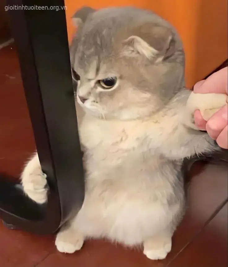 Ảnh chế mèo liếc lạnh toát khí vibe khó chịu mà cute