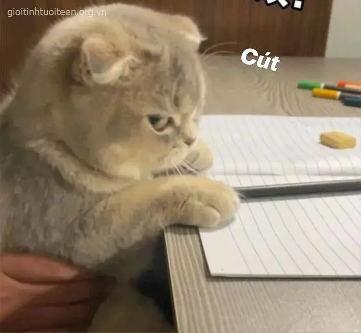 Hình troll mèo giận làm dân mạng bình luận không ngừng