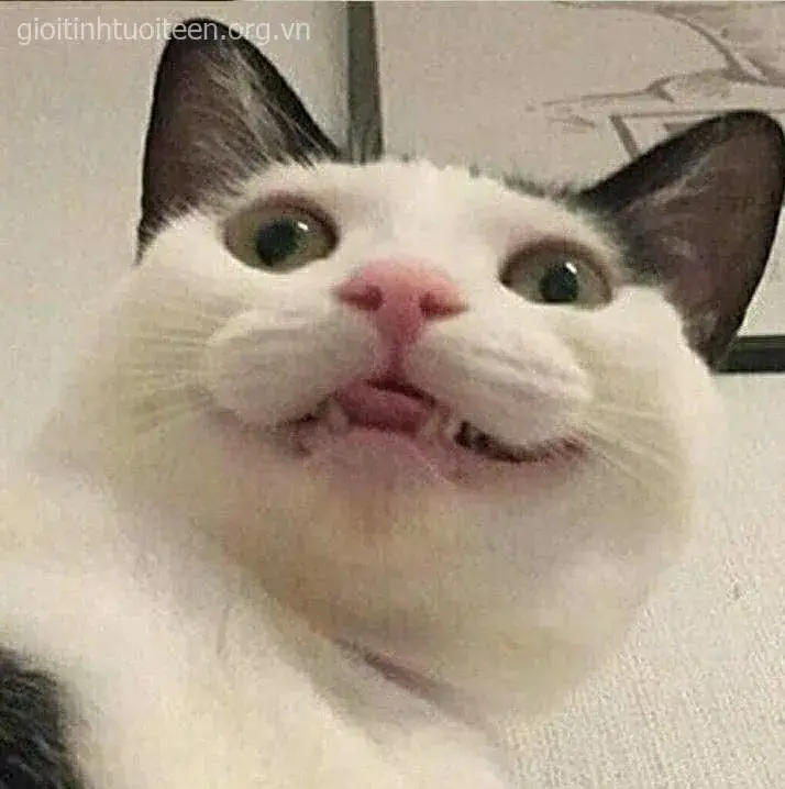 Ảnh troll mèo biểu cảm buồn cười làm cộng đồng xôn xao
