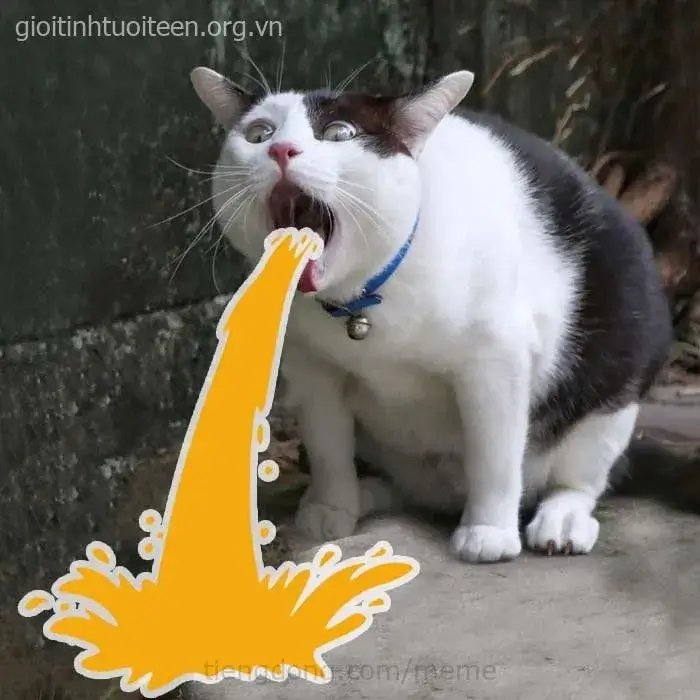 Hình chế mèo gương mặt “khó ở” khiến trend TikTok nổ