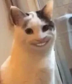 Mèo giả bộ ngây thơ vô tri nhưng trông lại lầy lội.