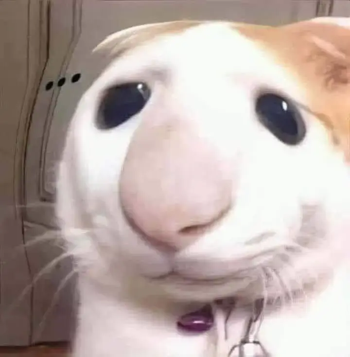 Meme chế mèo remix caption thơ cực kỳ sáng tạo