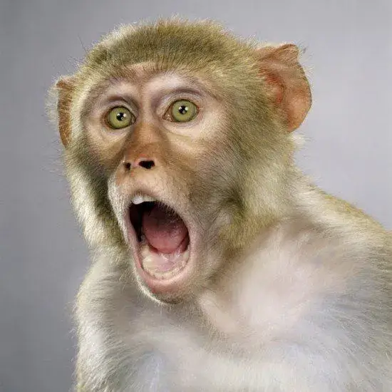 Top ảnh meme ngạc nhiên khiến cộng đồng bình luận “ôi trời ơi luôn”