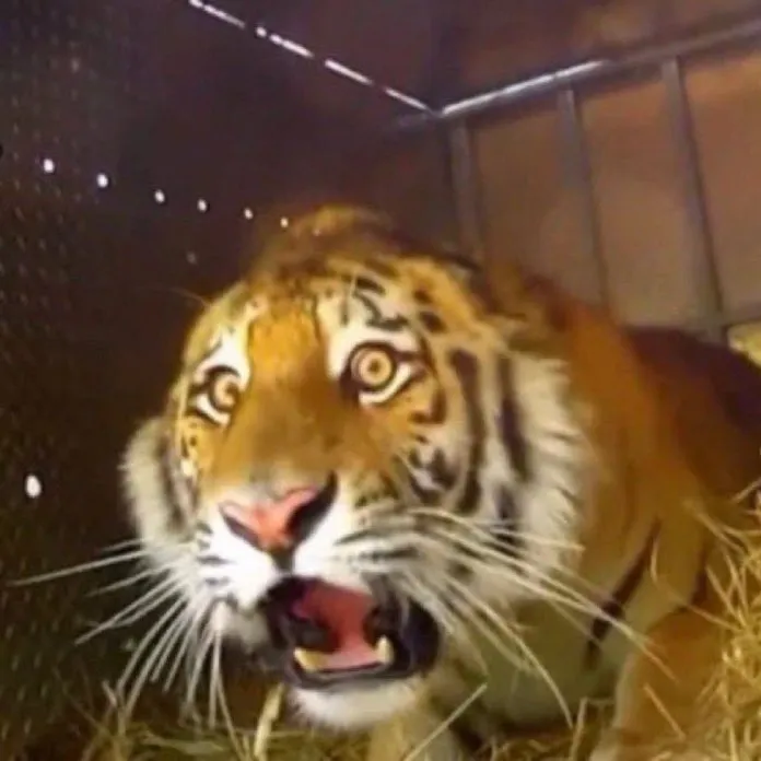 Tại sao meme ngạc nhiên lại lan truyền nhanh như chớp trên Facebook