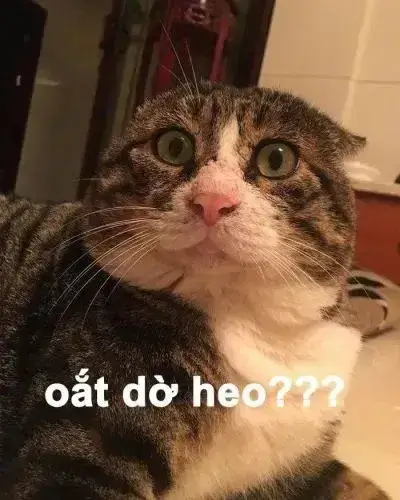 Meme troll cảm xúc lạc lõng giữa cuộc trò chuyện