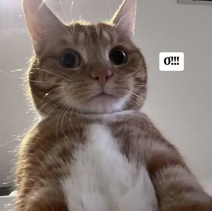 Meme vui biểu cảm “đơ như tượng” nhưng đáng yêu