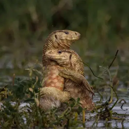 Thương thương an ủi làm tâm hồn thêm ấm áp.