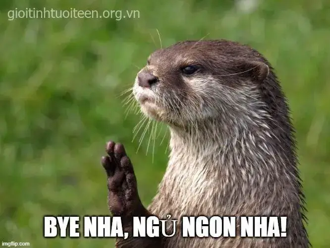 Meme chia xa hài hước, nét mặt vừa buồn vừa troll