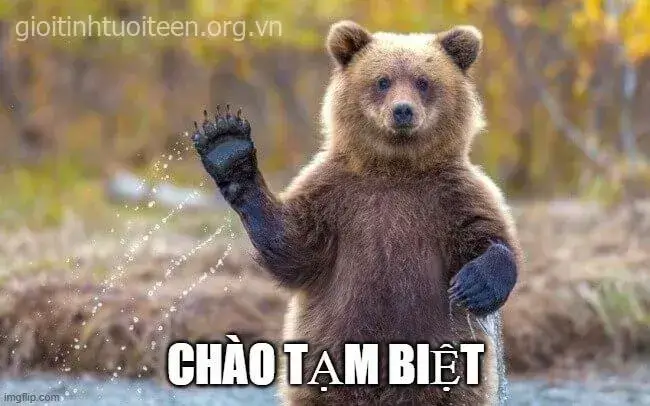 Hình ảnh gấu tạm biệt gương mặt căng thẳng, ánh mắt cay cay