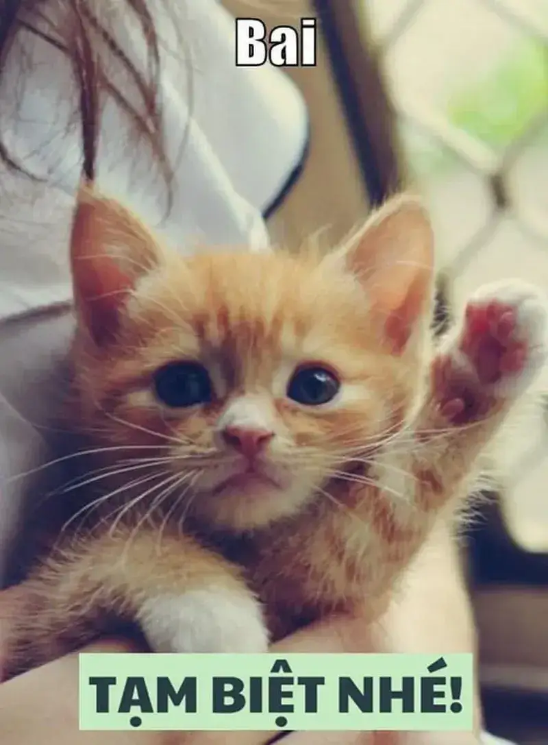 Meme mèo con chào biệt ly