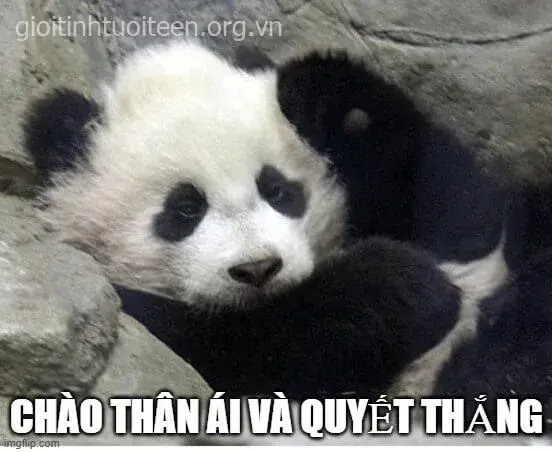 Meme vui nói tạm biệt bằng ánh mắt, không cần lời nói.