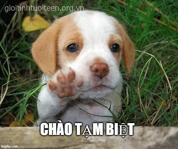 Ảnh vui tạm biệt người yêu cũ pha chút hóm hỉnh đáng yêu.