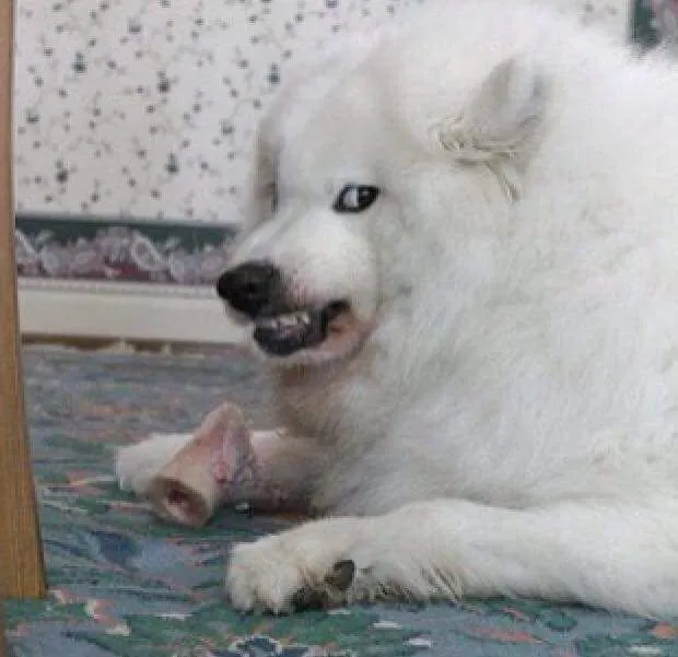 Meme chú chó cau có, mặt xị xuống hài hước.