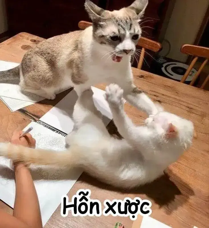 Bộ meme mèo tức giận lan truyền mạnh vì quá đúng tâm trạng