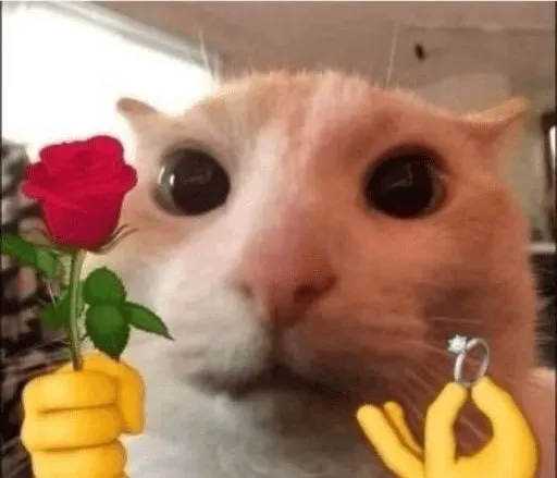 Hình chế meme tình cảm thể hiện lòng hối lỗi đáng yêu