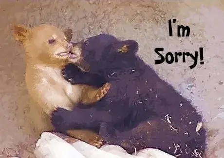 Meme đáng yêu giúp bạn nói lời xin lỗi khéo léo nhất