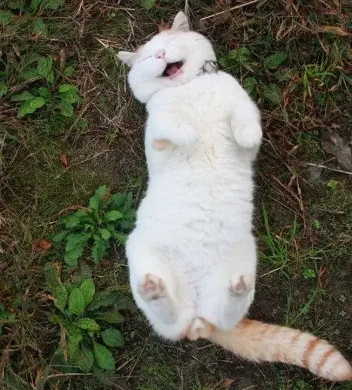 Hình chế meme vui khi xem video TikTok siêu hài