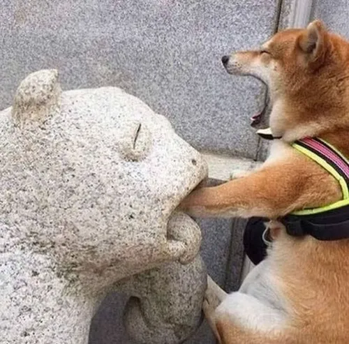 Ảnh troll Shiba đơ mặt nhưng vẫn đáng yêu không tưởng