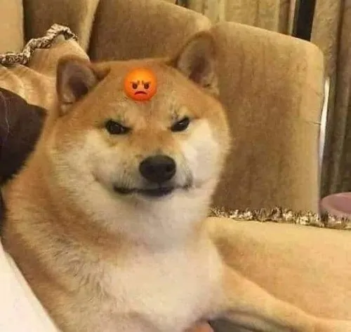 Biểu cảm Shiba khiến caption mạng xã hội “cháy máy”