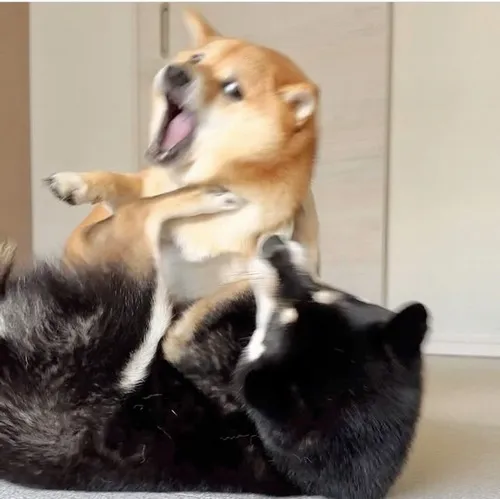 Meme Shiba Inu và hành trình từ Nhật đến trái tim dân mạng