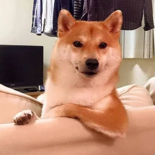 Shiba Inu và meme huyền thoại làm dân mạng rụng tim