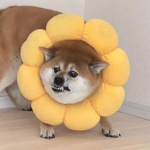 Bộ 200+ ảnh Meme Chó Shiba Inu cute hành trình từ Nhật đến trái tim dân mạng