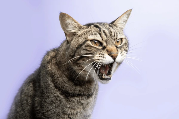 Ảnh chế mèo gầm gừ tạo biểu tượng giận dữ viral