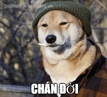 Meme vui Shiba lan truyền mạnh trong cộng đồng TikTok