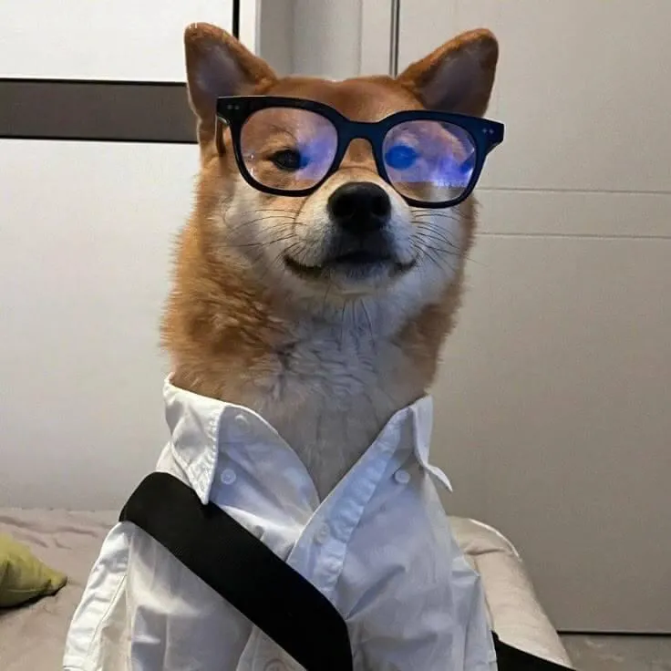 Hình chế Shiba cười nhẹ chuẩn “vibe chill”