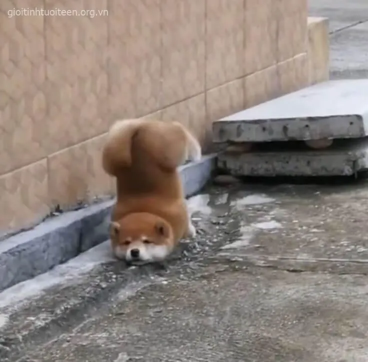 Ảnh troll Shiba lan truyền mạnh qua các trang Reddit