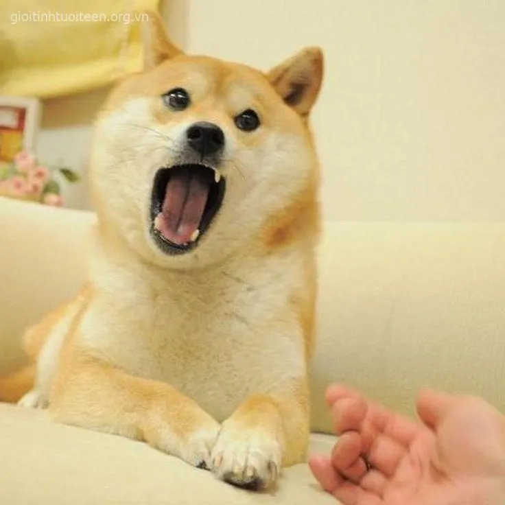 Hình troll Shiba cười nửa miệng cực duyên