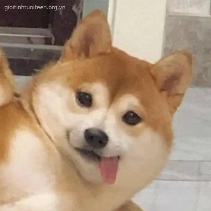 Hình chế Shiba gắn caption tình huống đời thường