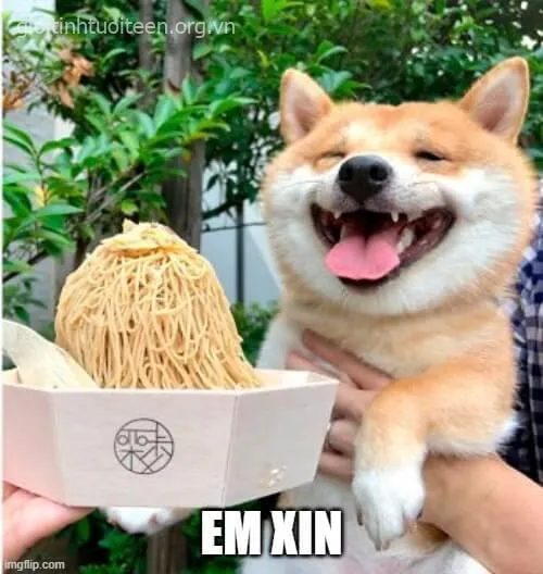 Ảnh chế Shiba Inu biểu cảm “hờ hững giả vờ cool” cực hợp trend.