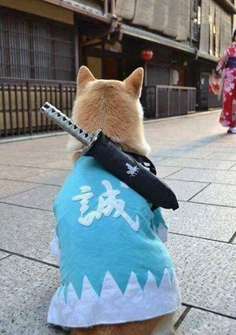 Avatar Shiba đội nón nhỏ, trông vô cùng dễ thương.
