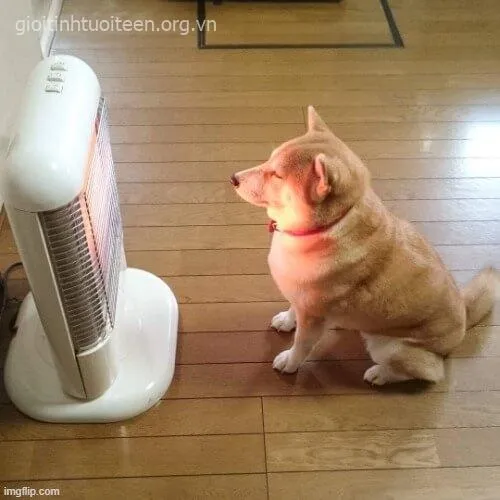 Meme chế boss Shiba nhìn như đang triết lý đời