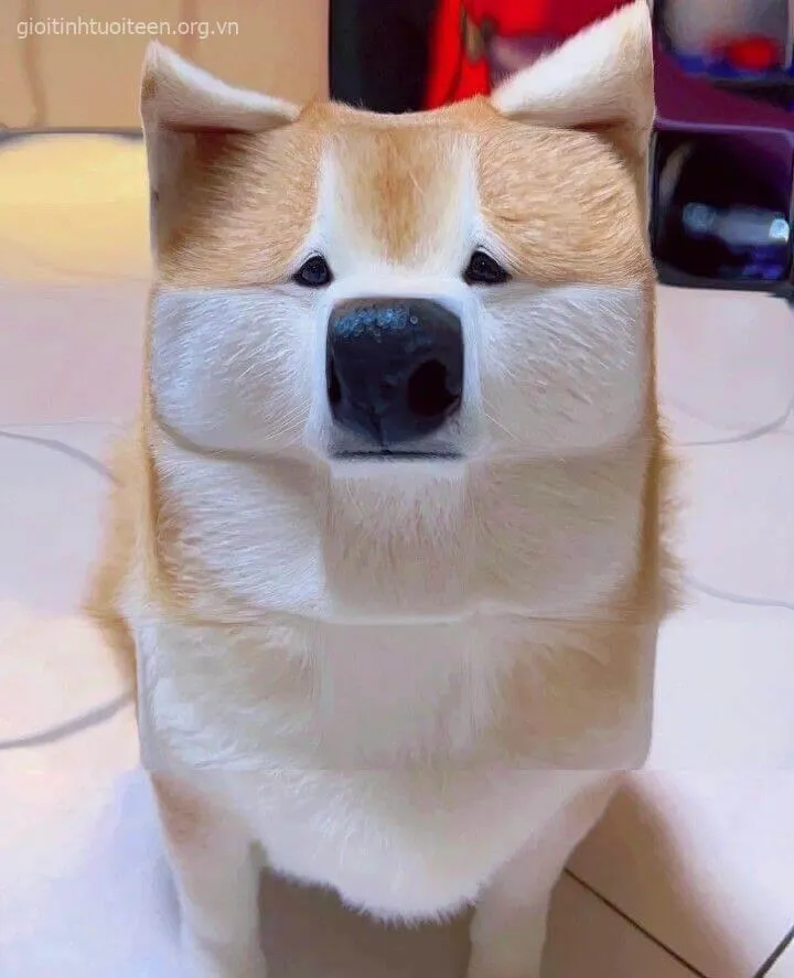 Meme vui Shiba Inu biểu cảm chân thật đến mức khó đỡ.