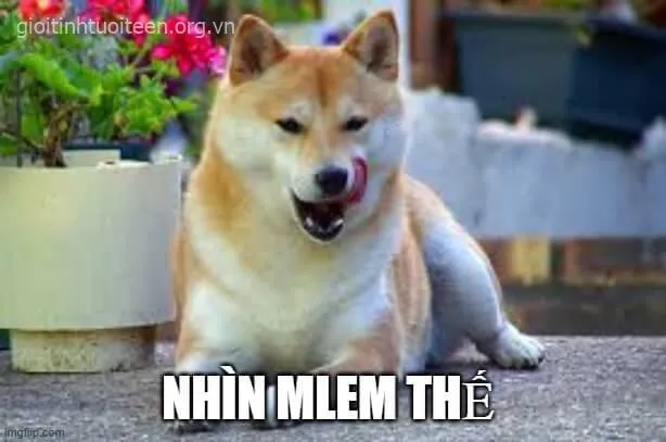Meme vui Shiba xuất hiện cùng caption bựa cực chất