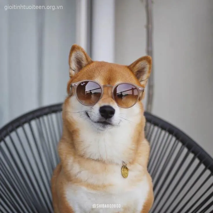 Ảnh meme Shiba mỏ cong thể hiện mood chảnh nhẹ