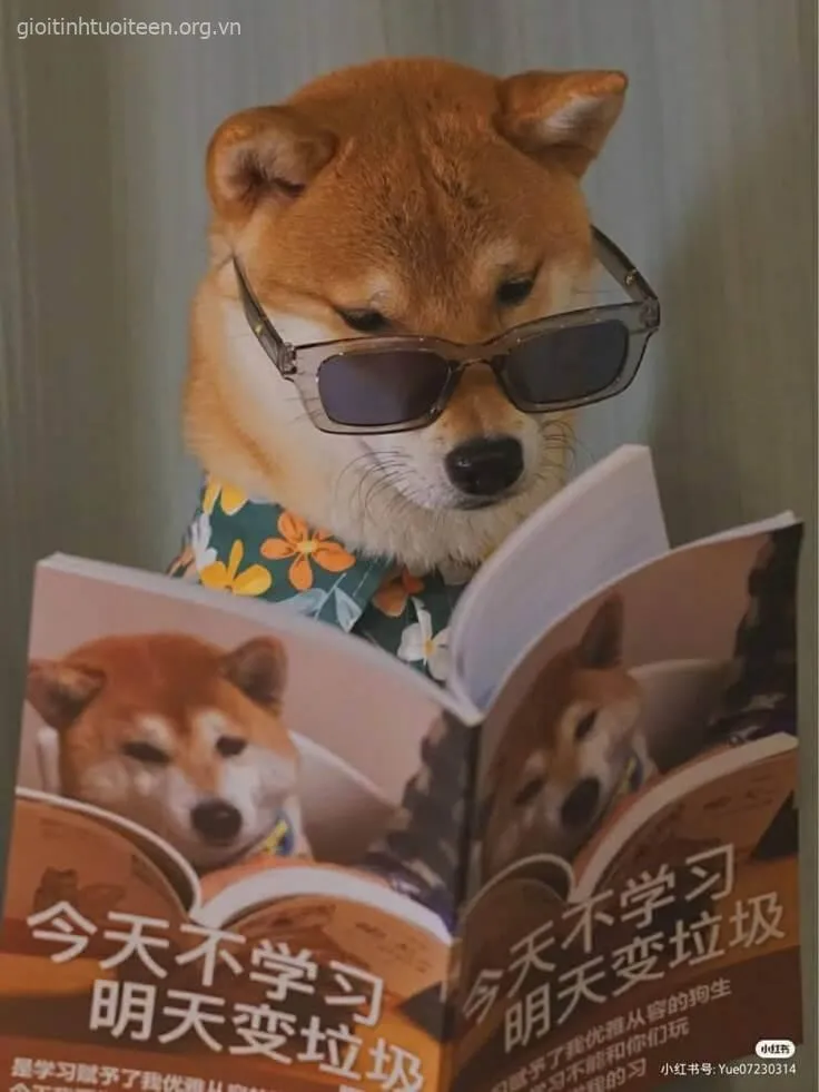 Meme hài Shiba Inu đôi tai vểnh nghe ngóng chuyện thiên hạ.
