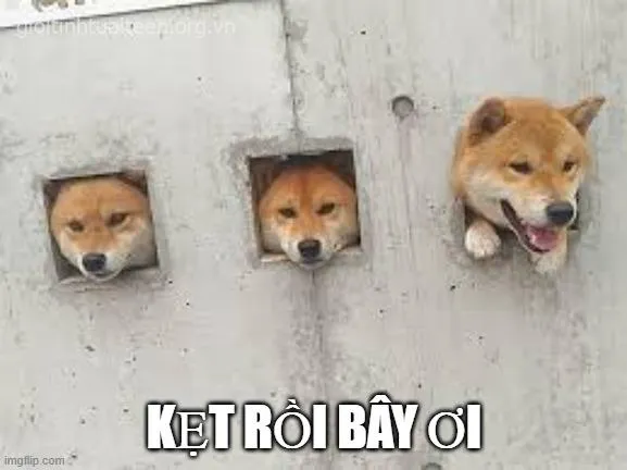 Ảnh meme Shiba với mỏ cong bá đạo