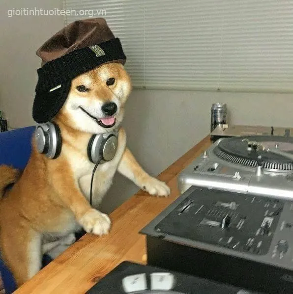 Ảnh vui Shiba Inu biểu cảm lầy như đang dỗi nhẹ.