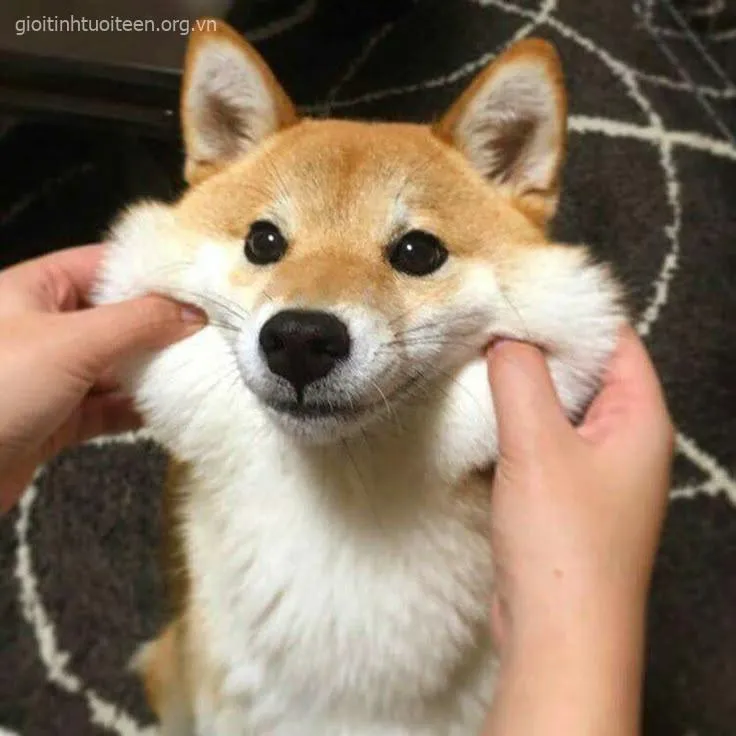 Ảnh troll Shiba Inu kiểu “tao không quan tâm” mà vẫn cưng xỉu.