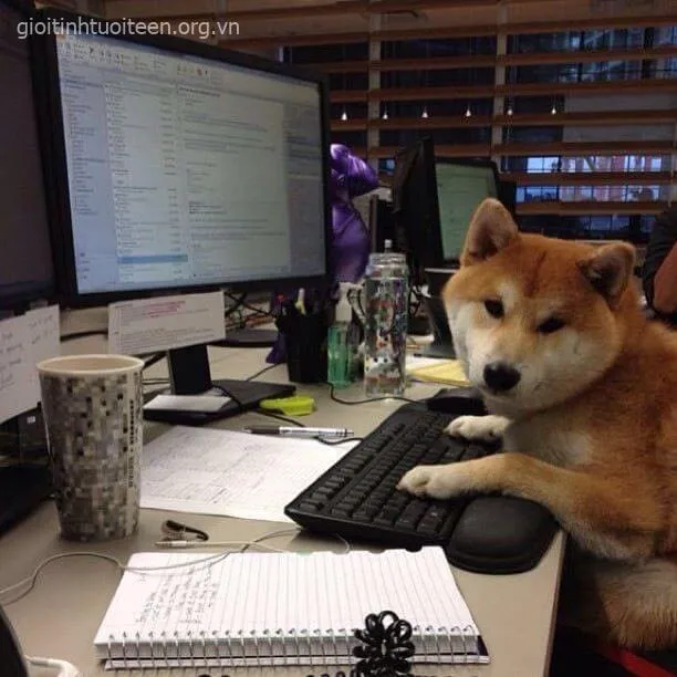 Ảnh vui Shiba Inu đang đơ mà khiến dân mạng bão comment.