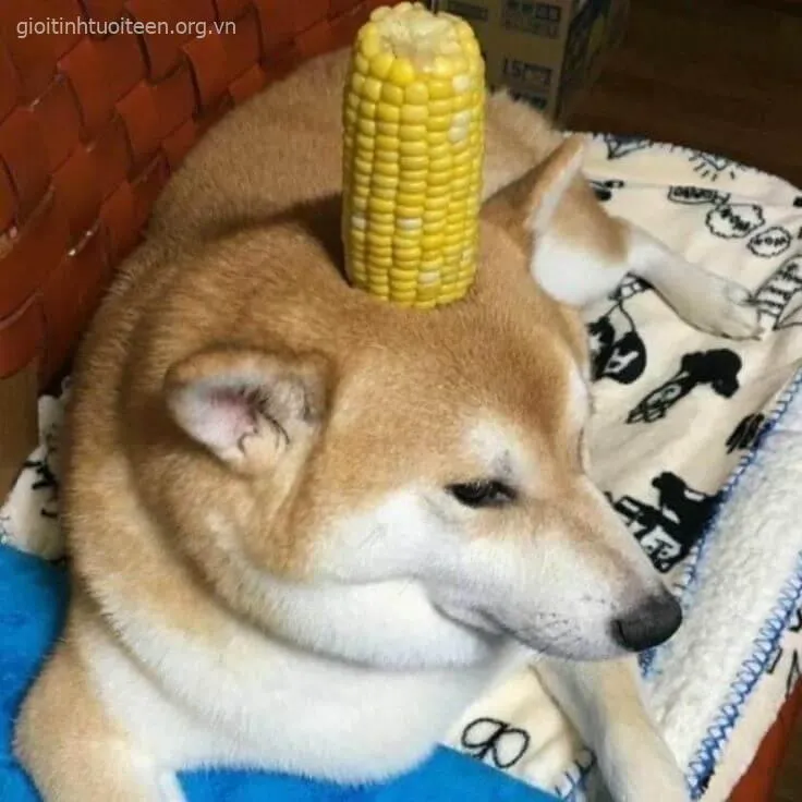 Meme troll Shiba Inu với vibe ngầu kiểu rapper trên mạng.