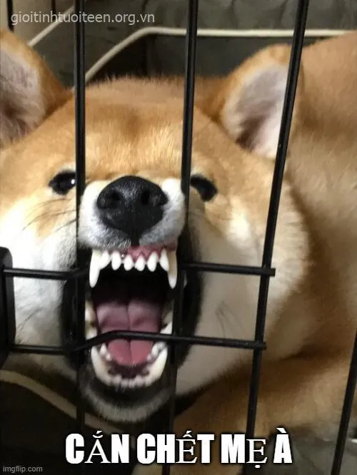 Meme chế Shiba biểu cảm troll “nói hộ lòng người”