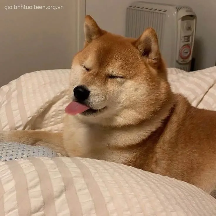 Meme chế Shiba Inu nhìn như đang tính kế trong đầu.