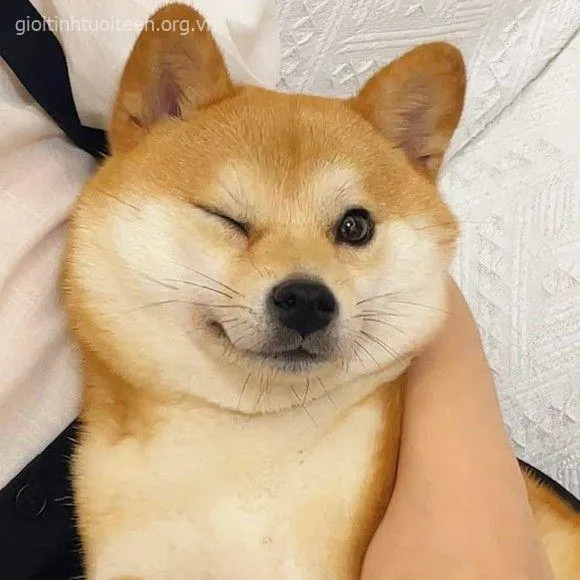 Hình chế Shiba Inu nheo mắt kiểu biết hết chuyện thiên hạ.