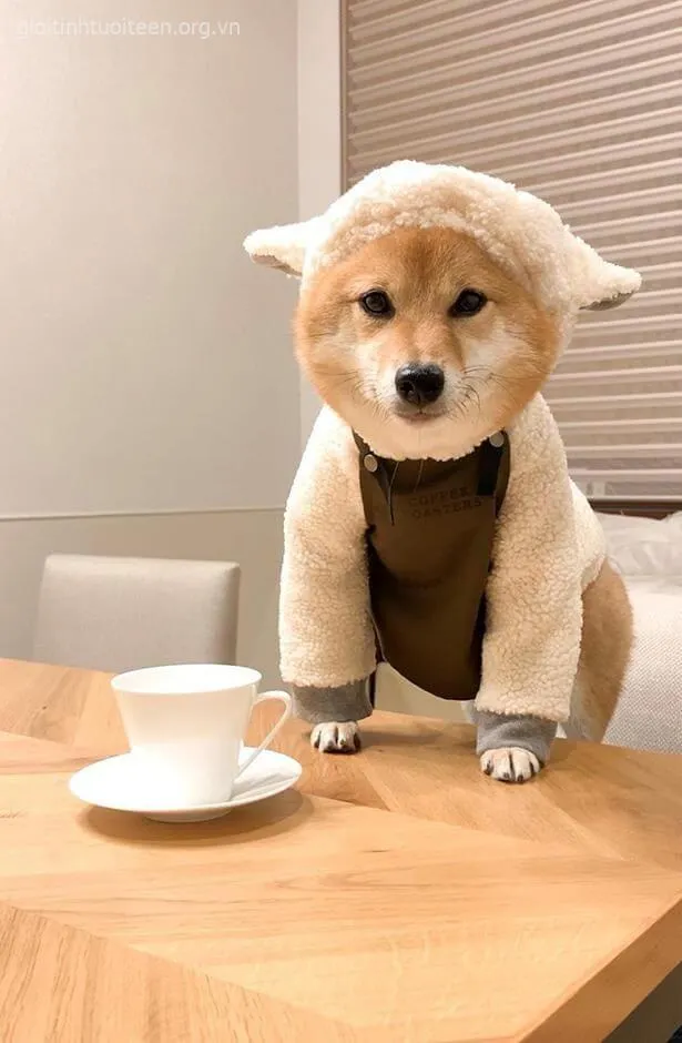 Meme vui Shiba Inu đứng nghiêm túc mà caption đọc là cười rớt điện thoại.