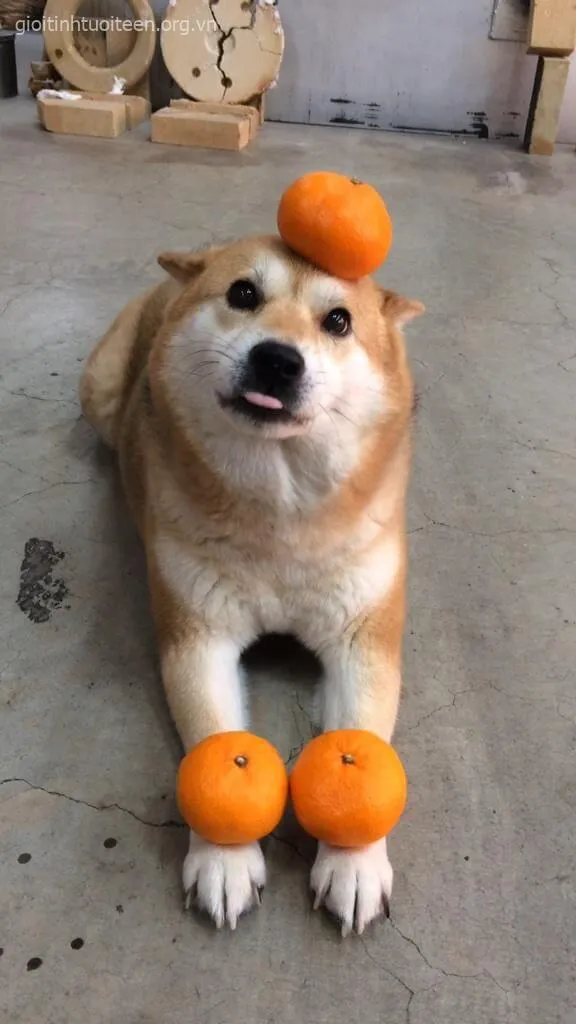 Meme chế Shiba Inu ánh mắt lạnh mà caption cực nóng.