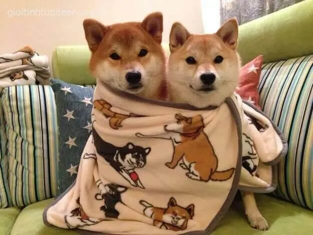 Hình troll Shiba Inu ngẩng đầu như triết gia mạng xã hội.